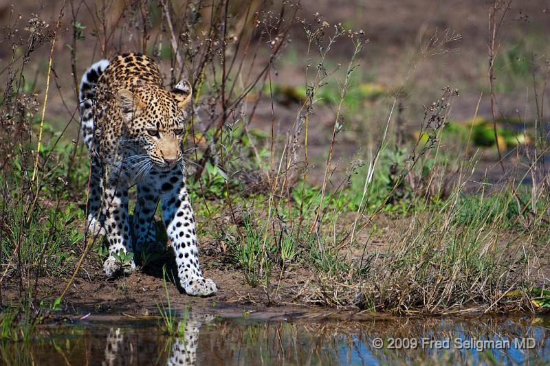 20090613_121312 D300 (3) X1.jpg - Leopard as he is about to cross some patches of water